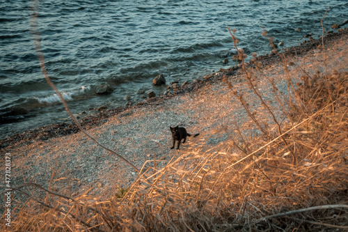 Un chat tout seul sur la plage photo