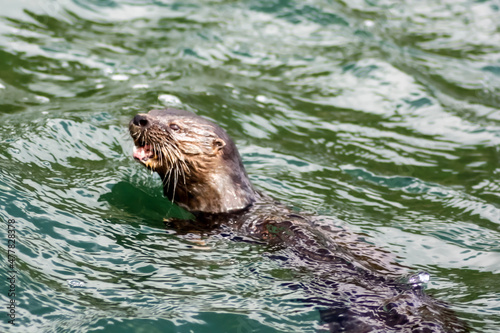 face of swimming marine otter in the ocean