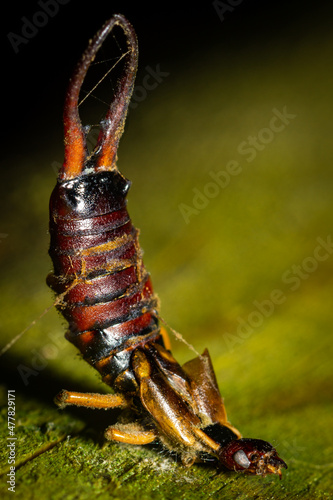 An earwig lifts its abdomen photo