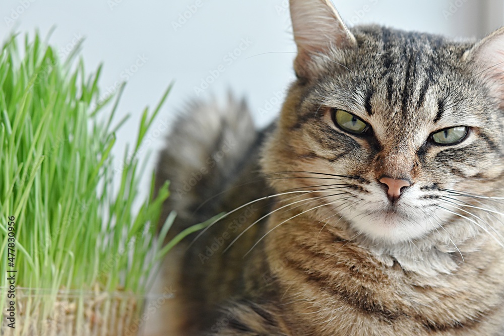 cat face Kurilian bobtail. striped cat. background grass for cats. veterinary medicine. proper nutrition of cats, diet of cats