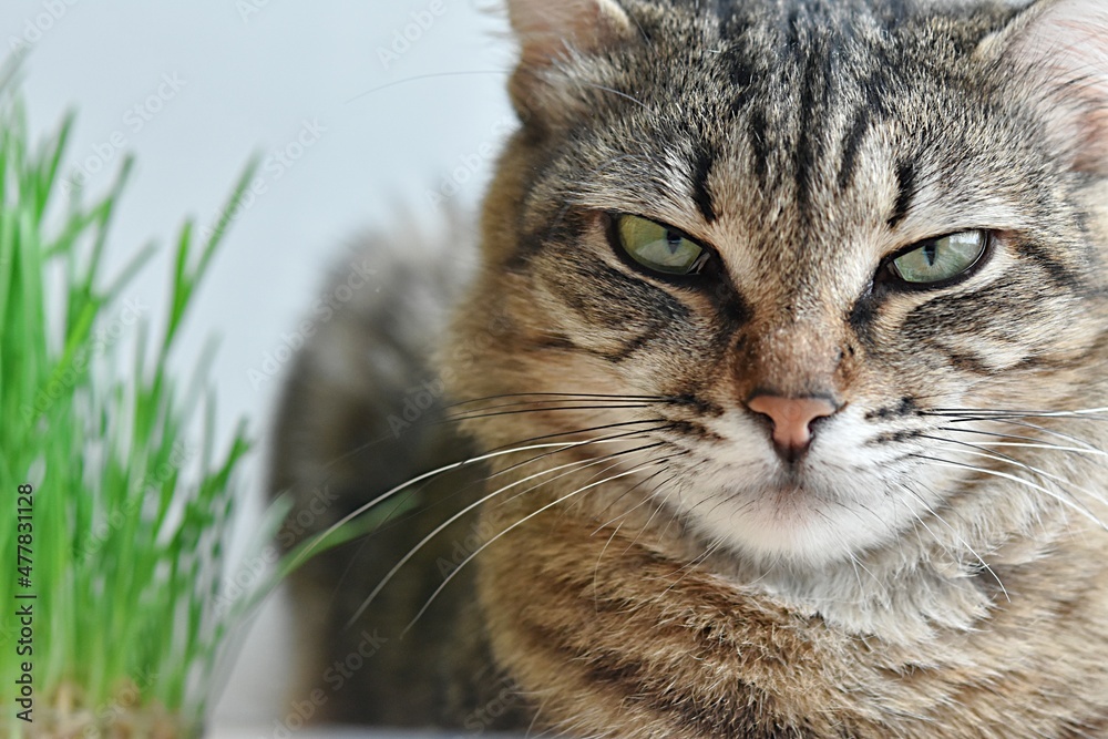 cat face Kurilian bobtail. striped cat. background grass for cats. veterinary medicine. proper nutrition of cats, diet of cats