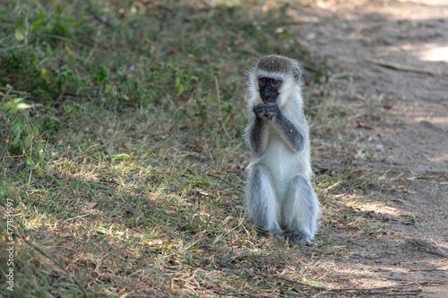 Vervet monkey, Chlorocebus pygerythrus photo