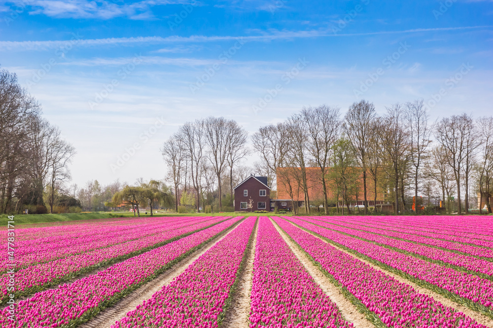 Field of purple tulips and a house in Noordoostpolder, Netherlands