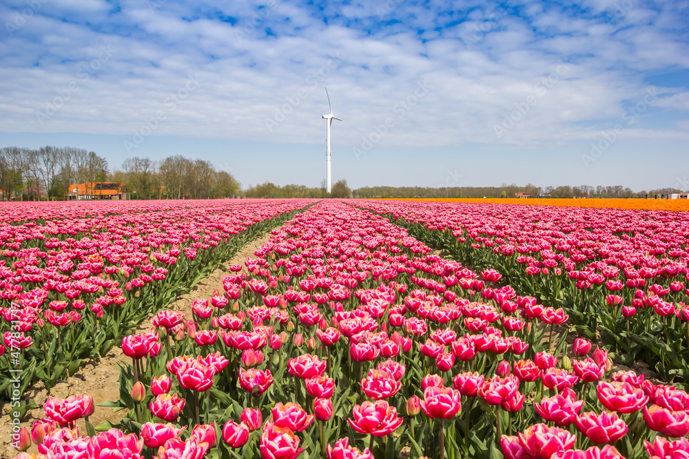 Red and white tulips in a field with a wind turbine in Noordoostpolder, Netherlands