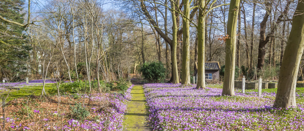 Panorama of a walking path with crocuses in Assen, Netherlands