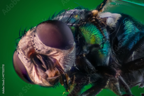 Close up of a common green bottle fly © Björn Bartsch