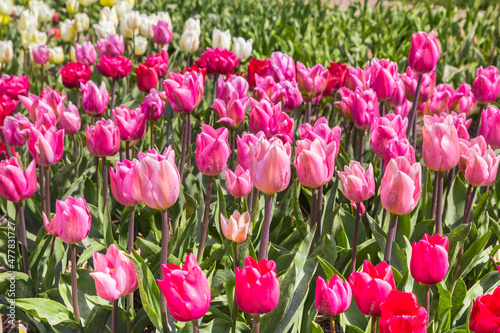Tulips in different shades of pink and red in spring