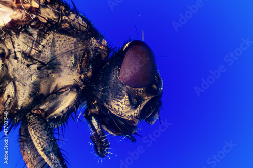 Macro shot of a housefly with a blue background