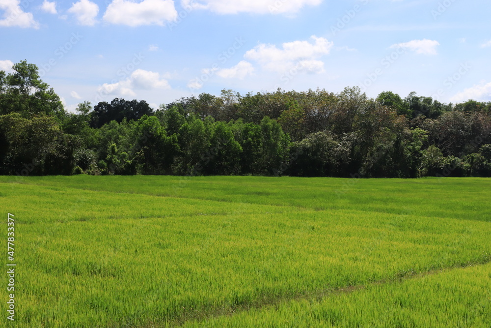 Beautiful blue sky background with green earth 