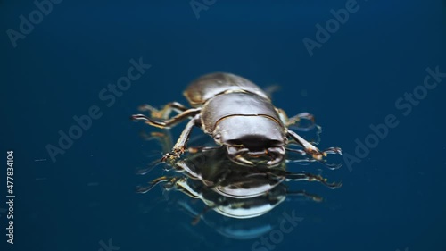 Macro footage of stag beetle crawling on glass mirror surface and moving its jaws. Closeup view of horned insect with little legs and its reflection on table. It has creepy chelas and big chitin wings photo