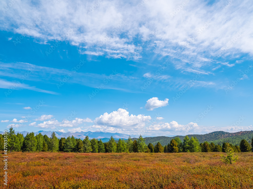 Picturesque view of the plain with coniferous green forest and plateau covered with dwarf birch. Bright scenery of mountains and autumn forests under blue cludy sky. Picturesque view of the plain with coniferous green forest and plateau covered with dwarf birch. Bright scenery of mountains and autumn forests under blue cludy sky.