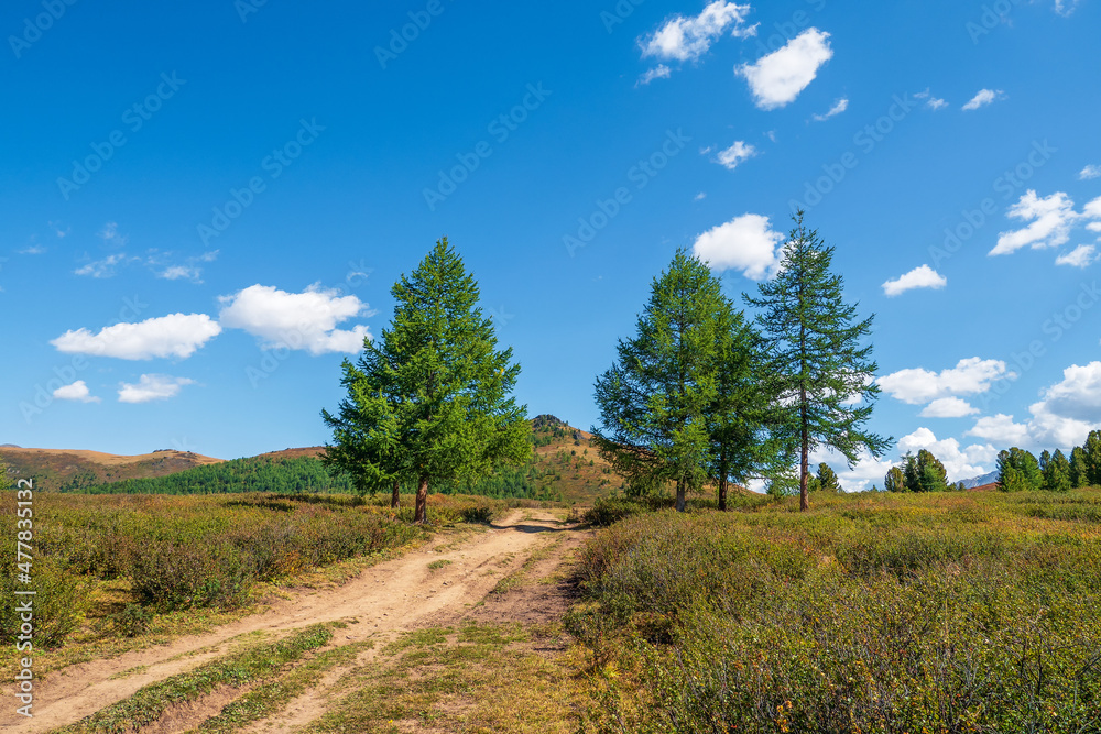 Way to the distance, way over the hill to the sky. Dirt road through the field. Atmospheric mountain scenery with length road among hills. Blue sky with autumn mountain and foot path through fir trees