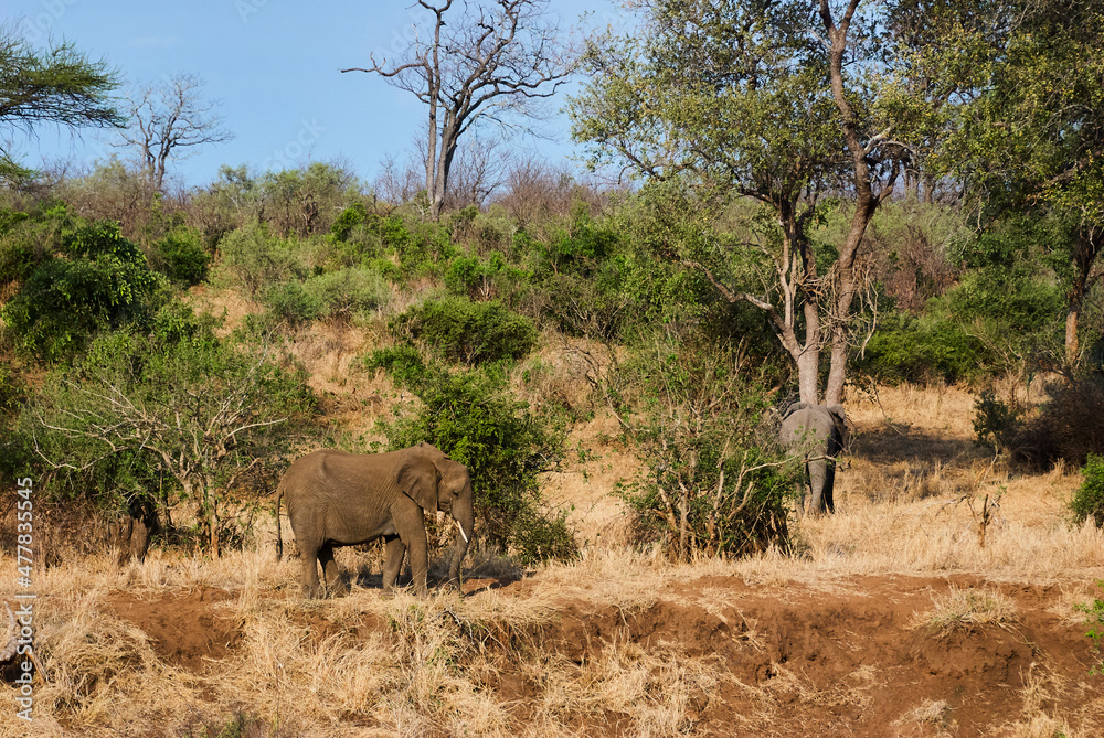 Herd of African elephants, Loxodonta, in the african bush Herd of African elephants, Loxodonta, in the african bush