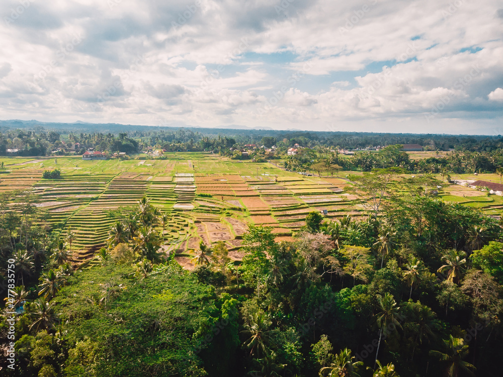 Aerial view of rice fields. Tropical landscape in Bali.
