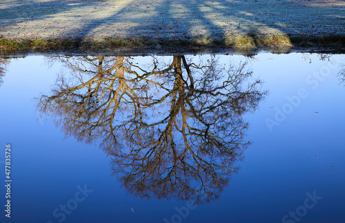 View on lake on frosty winter day with reflection of bare tree, agricultural field background - Nettetal (Lobberich), Germany photo