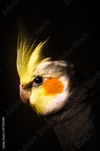 Cockatiel portrait