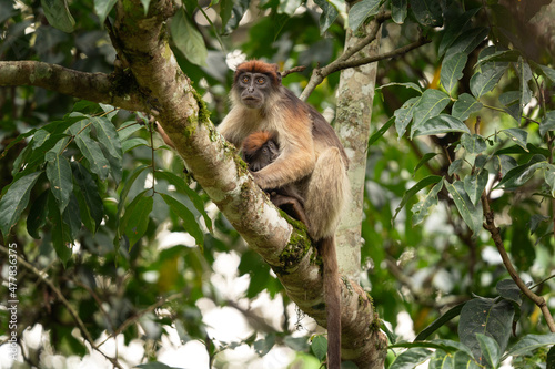 Ugandan red colobus in the tree. Wild monkey in Uganda. African safari. Colobus with small baby. 