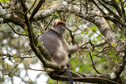 Ugandan red colobus in the tree.  Wild monkey in Uganda. African safari.  photo