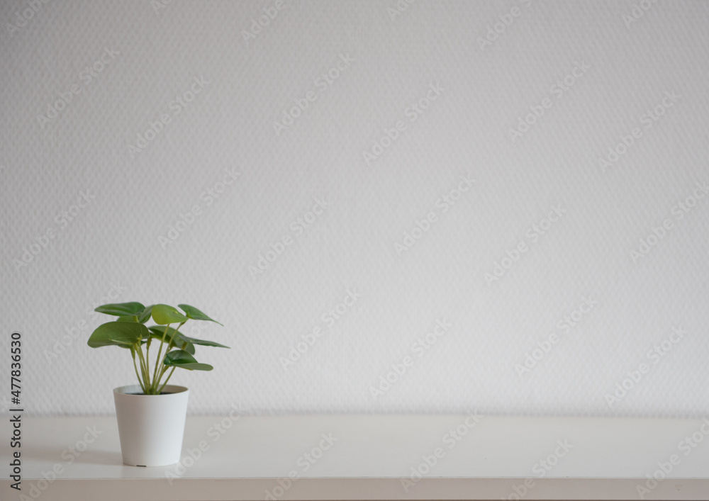 Etagère blanche avec petite plante verte grasse et mur blanc