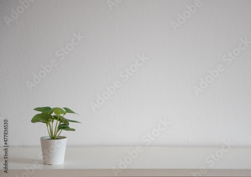 Fotografie, Obraz Etagère blanche avec petite plante verte grasse et mur blanc