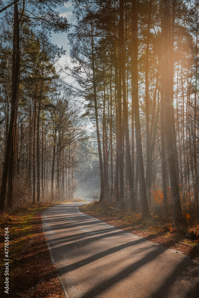 Obraz premium droga w lesie, mgła 