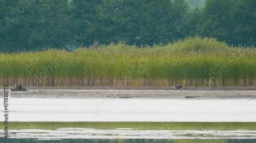 Pallas's fish eagle runs to white tailed eagle, Haliaeetus leucoryphus and albicilla photo