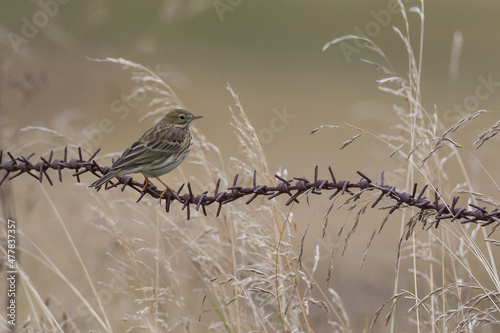 bird on a branch photo