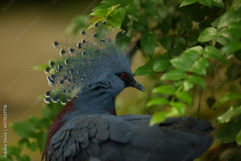The Victoria crowned pigeon (Goura victoria) detail, portrait. The Victoria crowned pigeon (Goura victoria) detail, portrait.