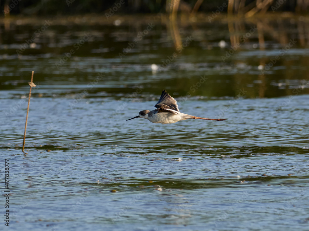 Fototapeta premium Fauna in the Albufera of Valencia, Spain