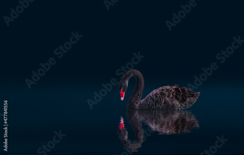 Fototapeta Naklejka Na Ścianę i Meble -  Black swan isolated  on black background (Cygnus atratus)