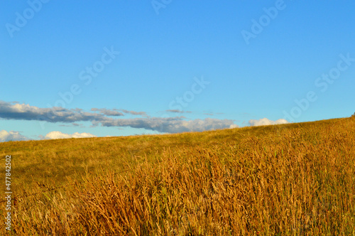 A field of tall grass near Sodwalls in rural New South Wales  Australia