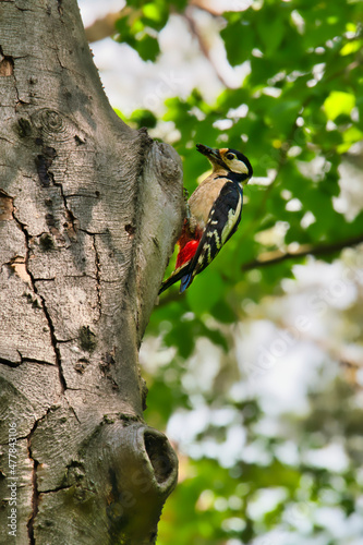 woodpecker on a tree near his home close-up