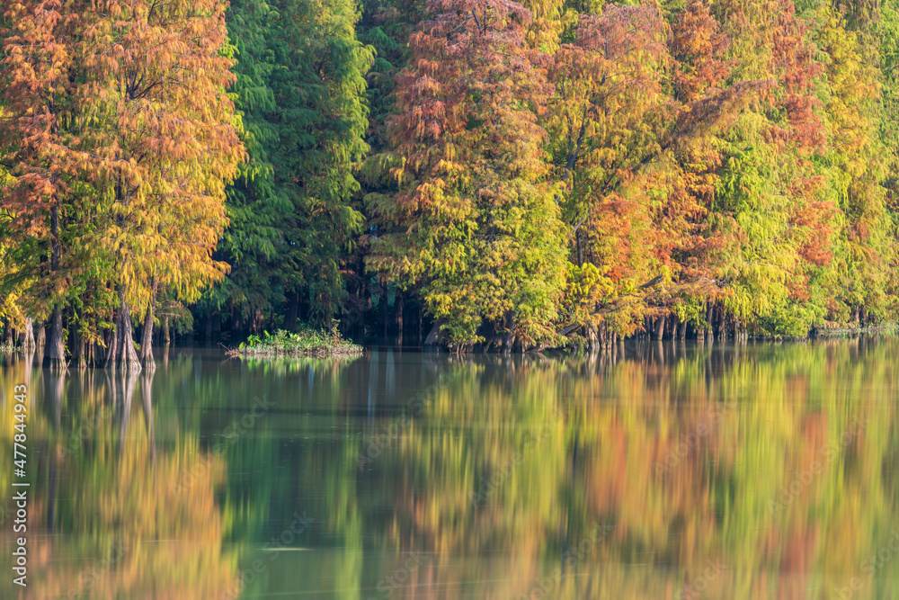 In autumn , colorful of metasequoia woods in the river In autumn , colorful of metasequoia woods in the river