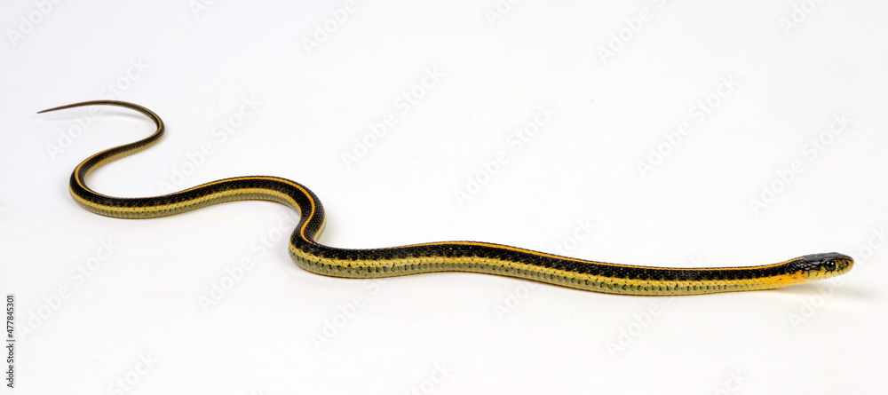 Diabolo Strumpfbandnatter // Aquatic garter snake (Thamnophis atratus zaxanthus)