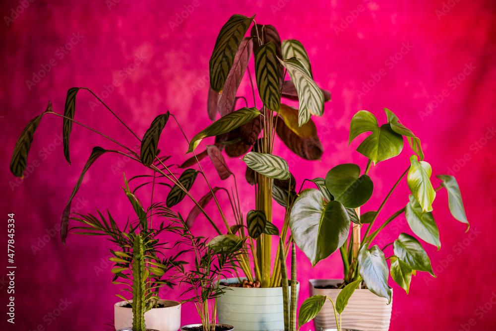 Obraz premium Decorative indoor plants with red background