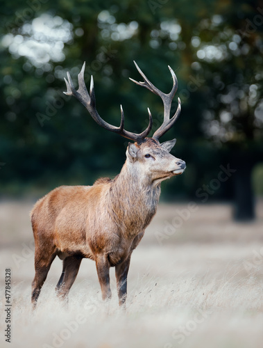 Red deer stag standing in the field of grass during rutting season in autumn
