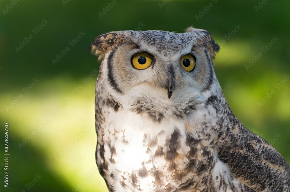 great horned owl or bubo virginianus against green great horned owl or bubo virginianus against green