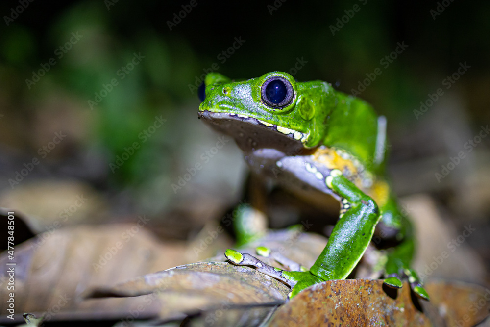 Naklejka premium Grüner Frosch im bolivianischen Regenwald