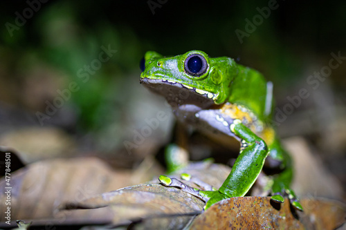 Grüner Frosch im bolivianischen Regenwald photo