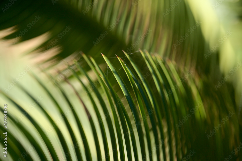 Leaves of Dioon edule, the chestnut dioon, natural macro floral background Leaves of Dioon edule, the chestnut dioon, natural macro floral background