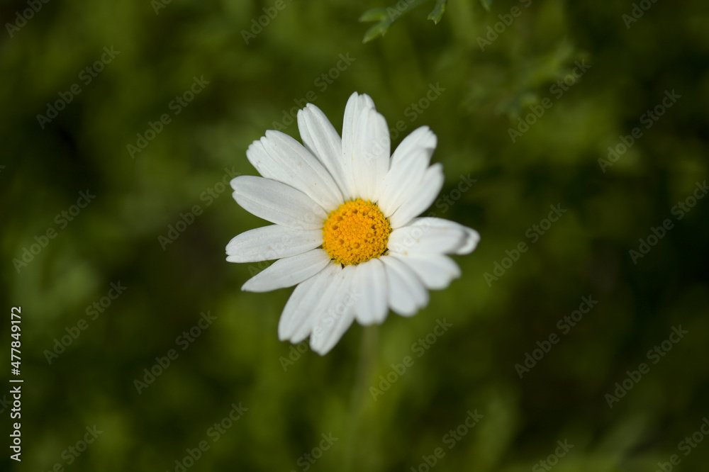 Fototapeta premium Flora of Gran Canaria - Argyranthemum, marguerite daisy endemic to the Canary Islands 