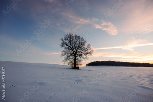 Baum mit Schnee und Sonnenuntergang 