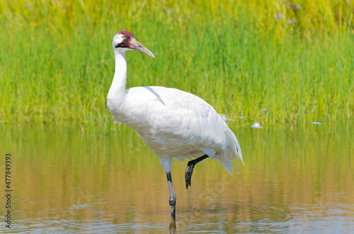 whooping crane or grus americana wading in marsh photo