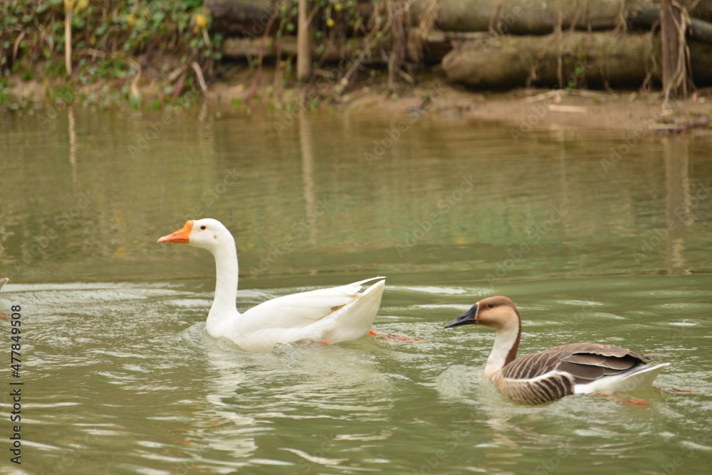 Fototapeta premium two geese on the lake