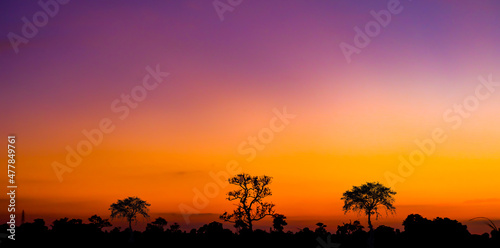 Amazing sunset and sunrise.Panorama silhouette tree in africa with sunset.Dark tree on open field dramatic sunrise. 