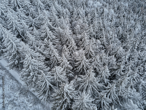 Winter forest with covered trees with snow. Beautiful winter nature landscape  aerial view. Pine forest background