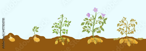 Potato Growing Stages Composition
