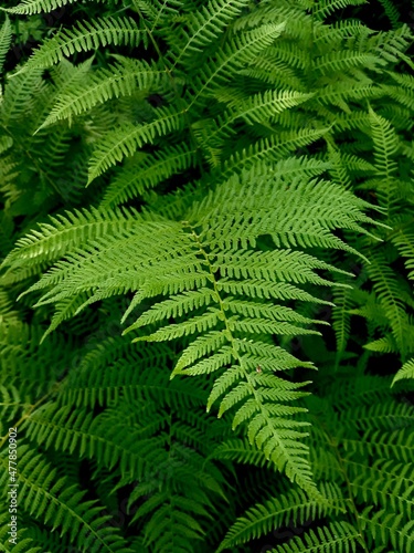 fern leaves