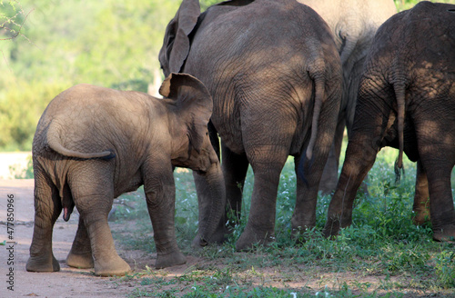 African Elephant calves within a family group : (pix SShukla)