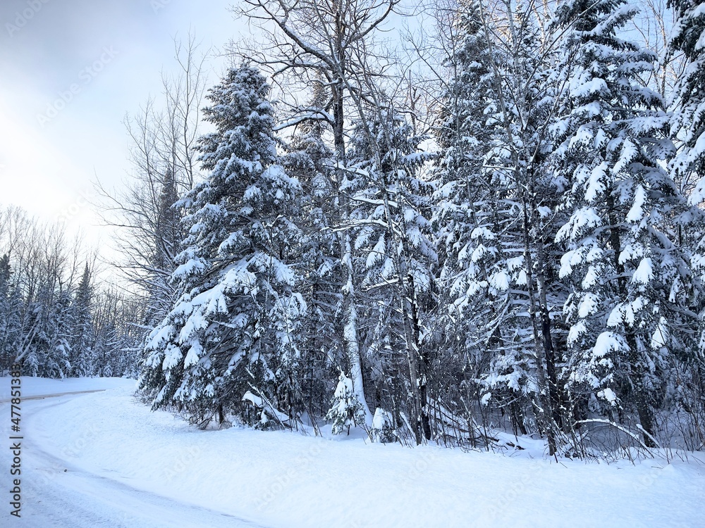Fototapeta premium snow covered trees along bend in country road